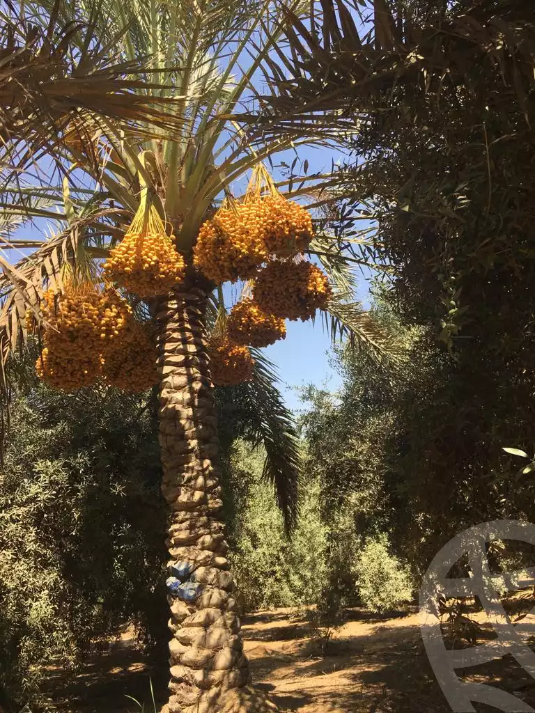 https://aqarmap.com.eg/ar/listing/3828548-for-sale-cairo-tryq-skndry-lzr-y