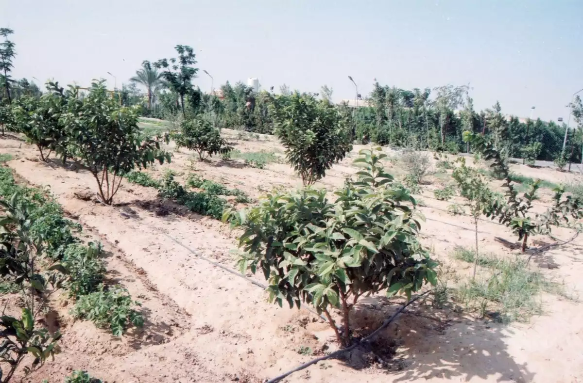 https://aqarmap.com.eg/ar/listing/3889101-for-sale-beheira-wadi-el-natrun-bany-salama