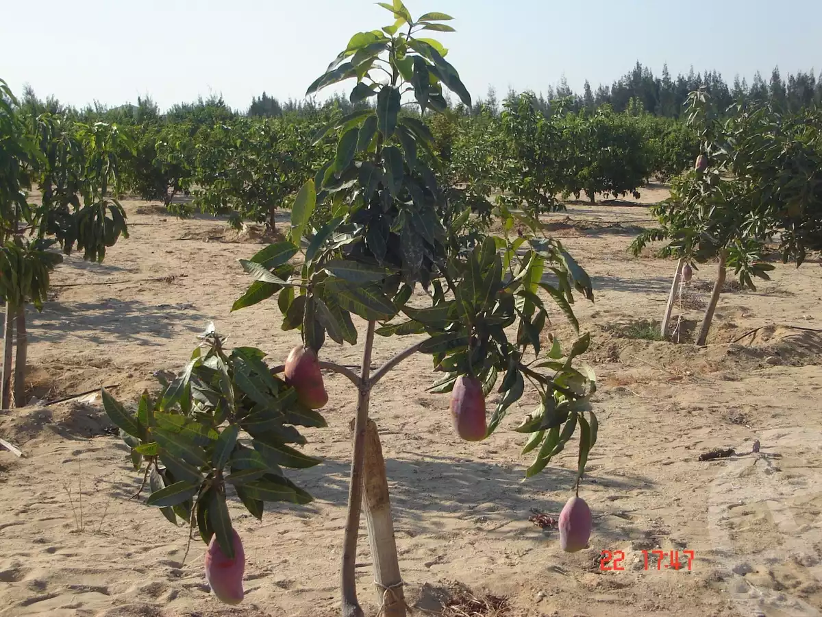 https://aqarmap.com.eg/ar/listing/3889101-for-sale-beheira-wadi-el-natrun-bany-salama