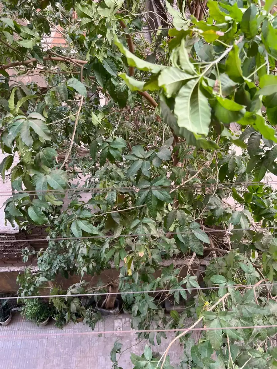 https://aqarmap.com.eg/en/listing/4190246-for-sale-cairo-heliopolis-triumph-square-othman-ibn-affan-st