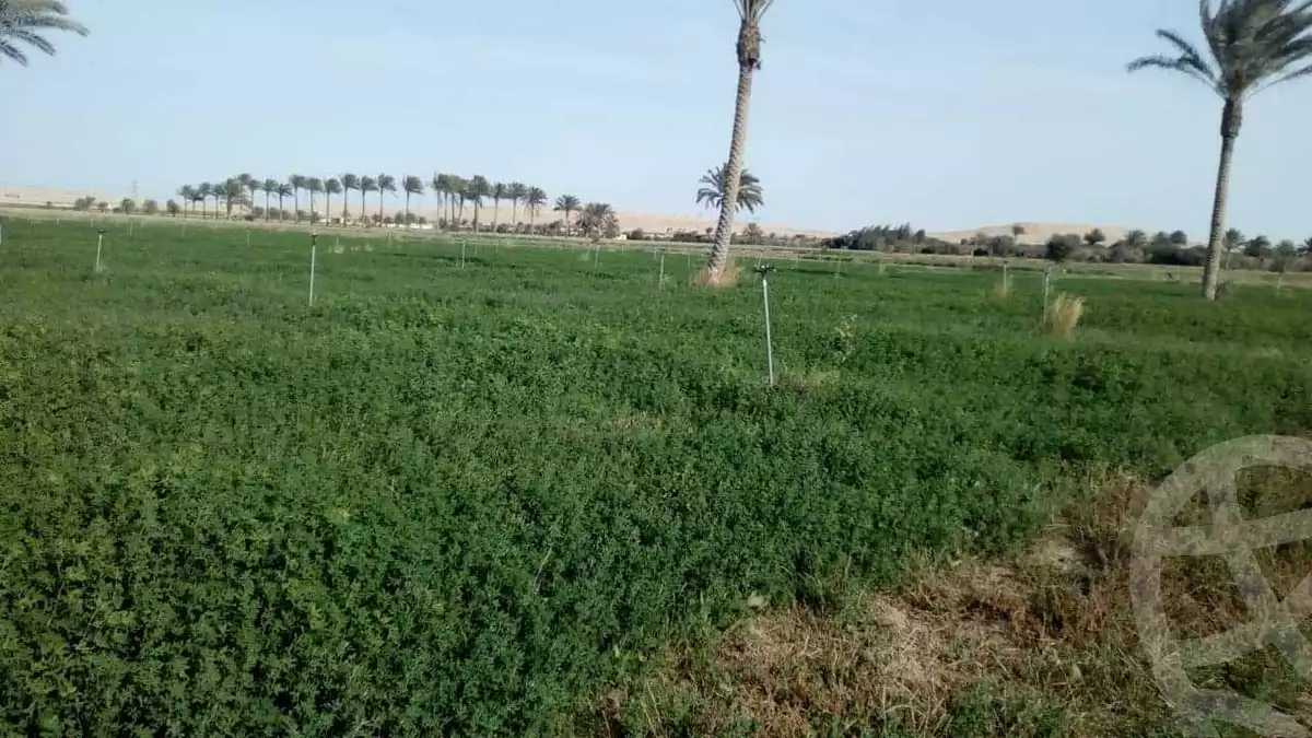 https://aqarmap.com.eg/ar/listing/4335896-for-sale-cairo-giza-el-saf-ghammaza-el-kobra-village