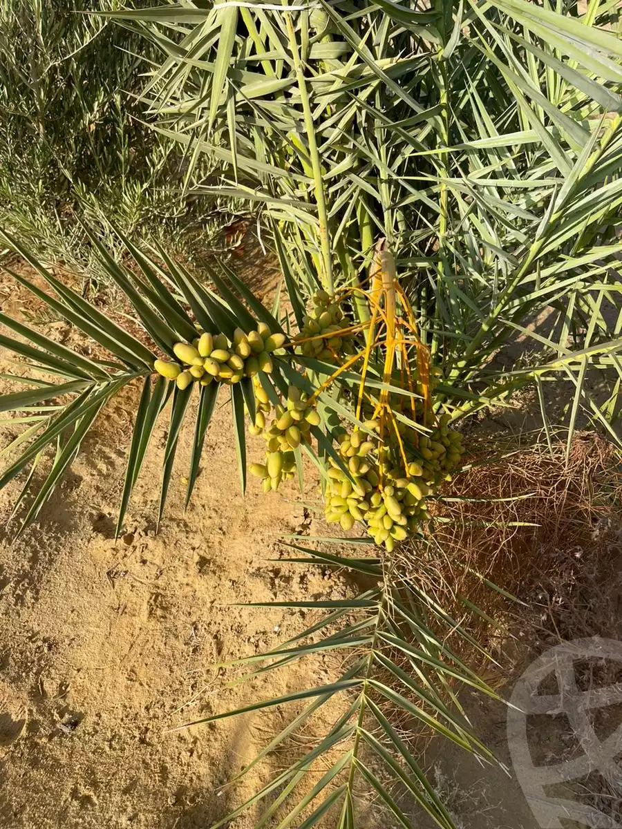 https://aqarmap.com.eg/ar/listing/4596142-for-sale-north-coast-new-alamein