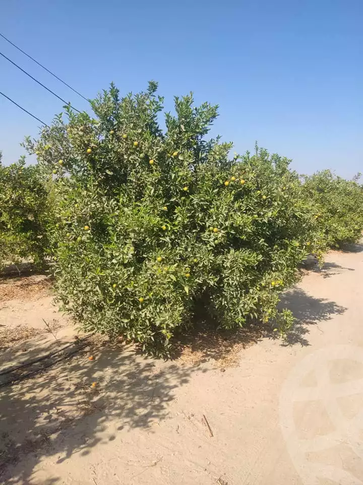 https://aqarmap.com.eg/ar/listing/5293023-for-sale-alexandria-cairo-alexandria-desert-road