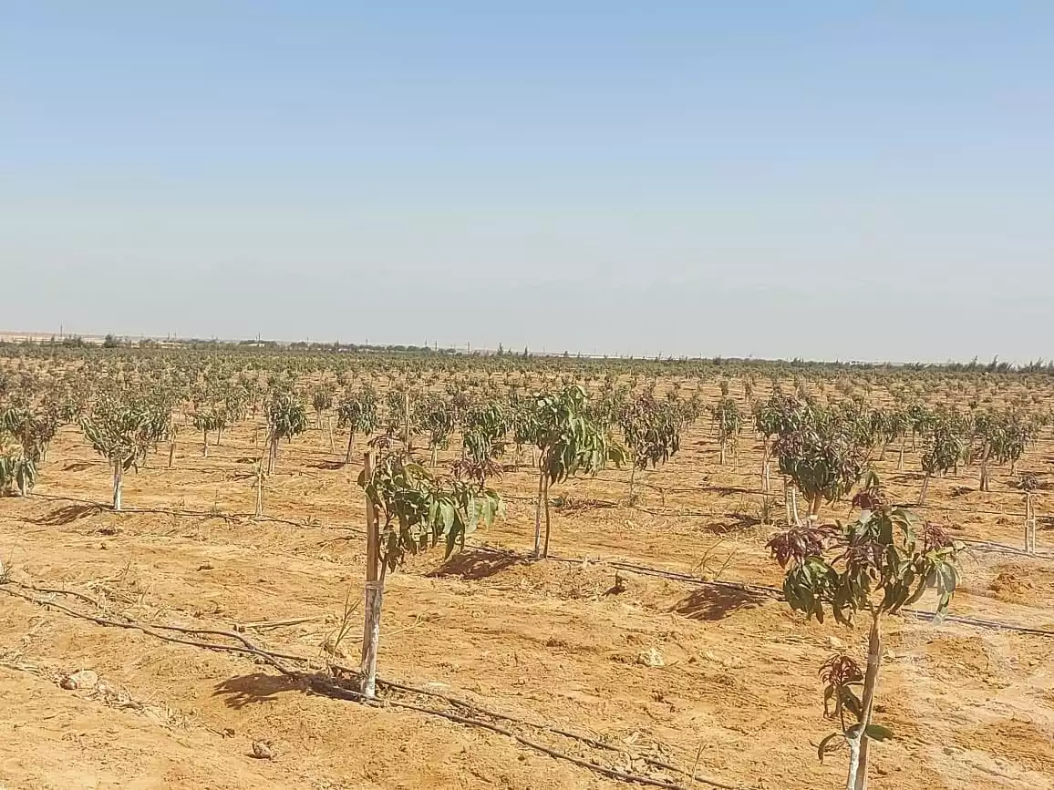 https://aqarmap.com.eg/en/listing/5373843-for-sale-el-minia-beni-mazar