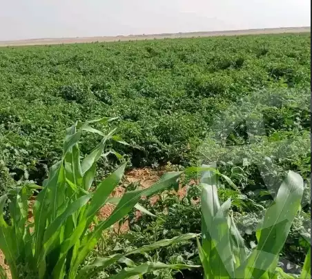 https://aqarmap.com.eg/ar/listing/5424264-for-sale-el-fayoum-fayoum