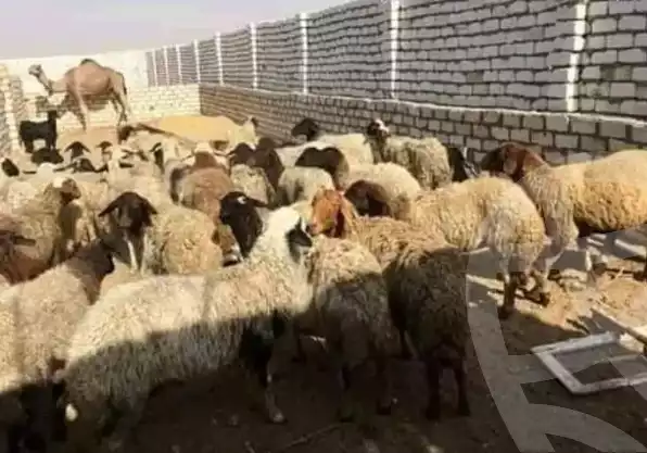 https://aqarmap.com.eg/ar/listing/5424266-for-sale-el-fayoum-fayoum