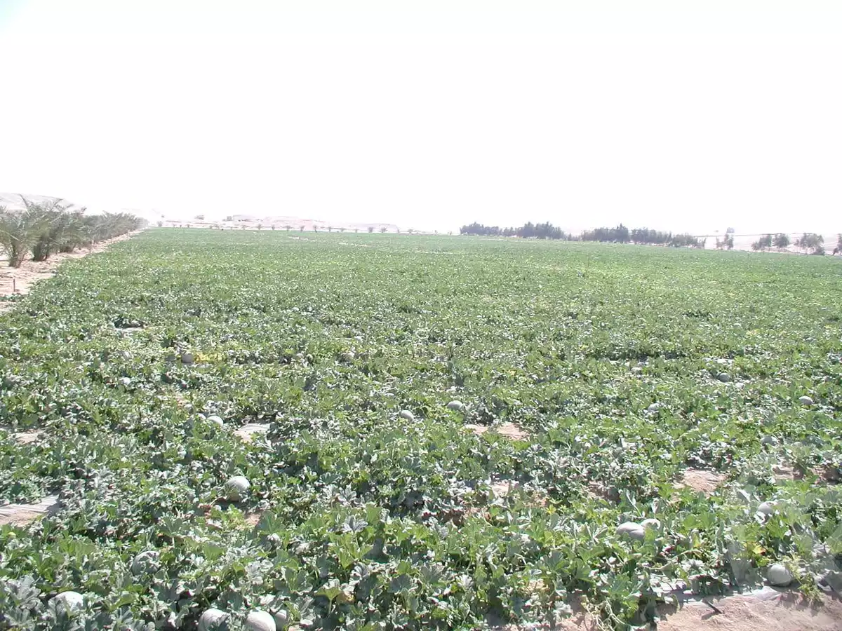 https://aqarmap.com.eg/en/listing/5466576-for-sale-alexandria-cairo-alexandria-desert-road