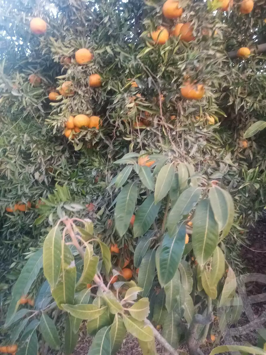 https://aqarmap.com.eg/en/listing/5477747-for-sale-alexandria-cairo-alexandria-desert-road