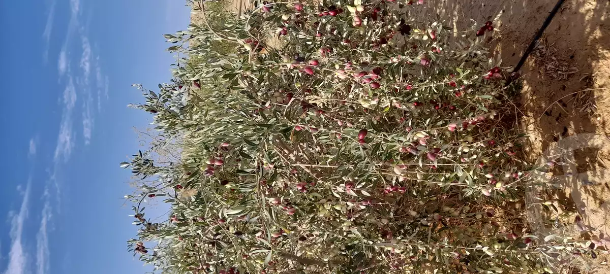 https://aqarmap.com.eg/en/listing/5569443-for-sale-marsa-matruh-siwa-oasis-wahet-siwaa-city