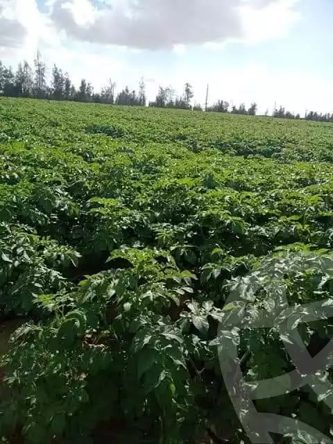 https://aqarmap.com.eg/ar/listing/5577045-for-sale-alexandria-cairo-alexandria-desert-road