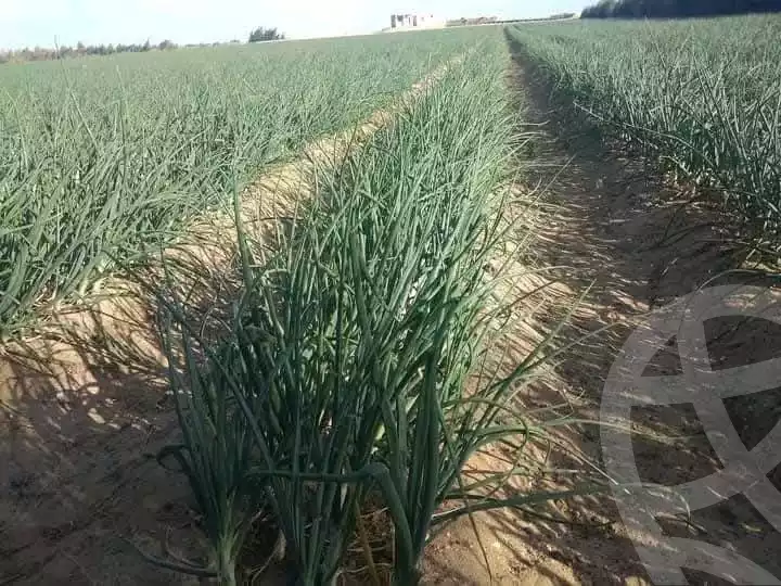 https://aqarmap.com.eg/en/listing/5585570-for-sale-alexandria-cairo-alexandria-desert-road