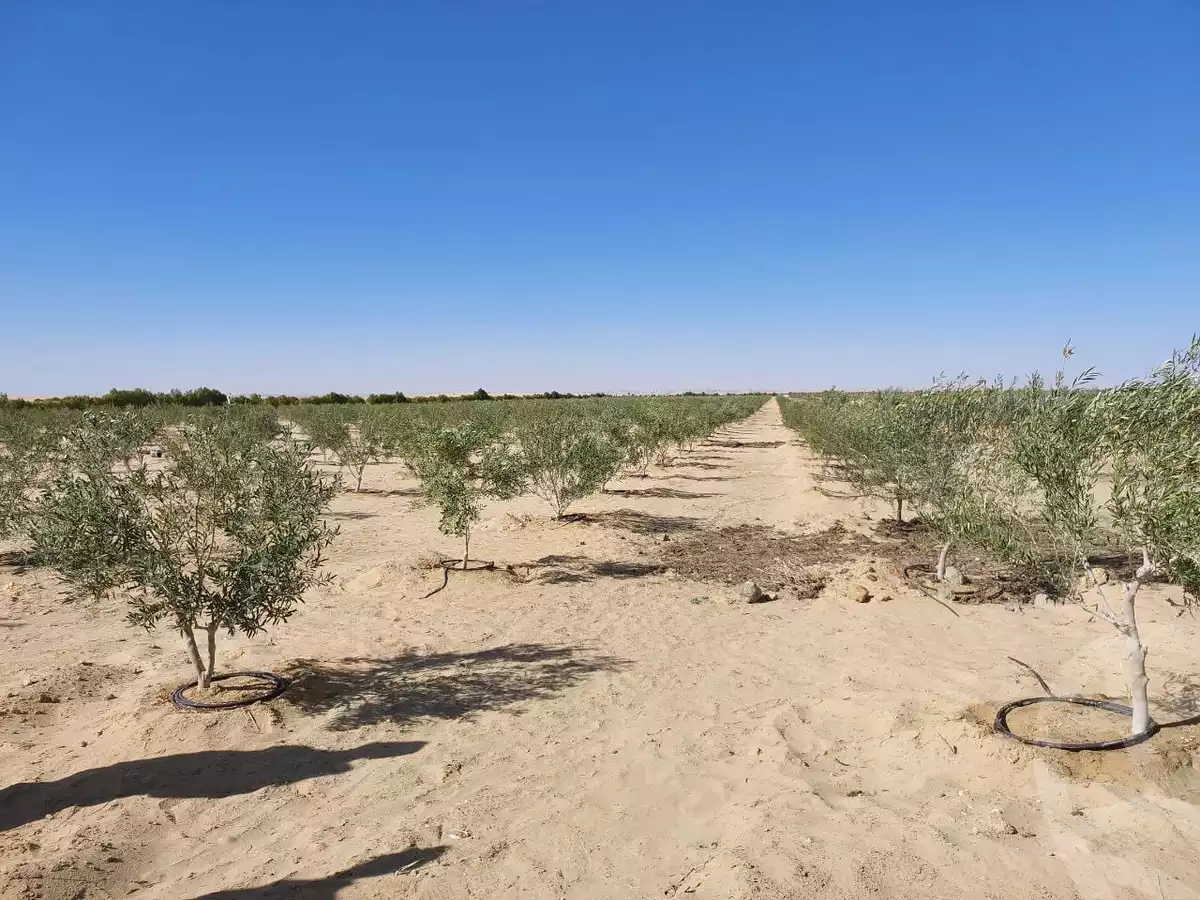 https://aqarmap.com.eg/ar/listing/5613634-for-sale-marsa-matruh-siwa-oasis-wahet-siwaa-city