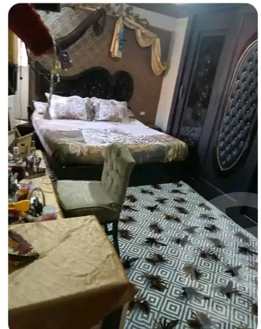 https://aqarmap.com.eg/ar/listing/5635653-for-sale-alexandria-l-jmy-lbytsh-el-talkhawy-st