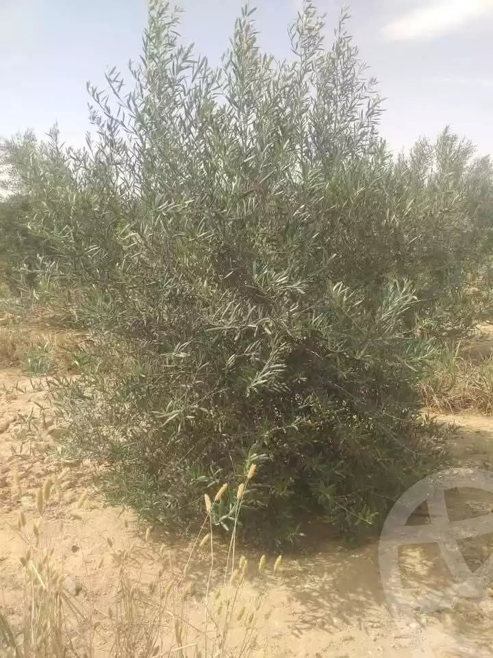 https://aqarmap.com.eg/en/listing/5636106-for-sale-ismailia-ismailia-city