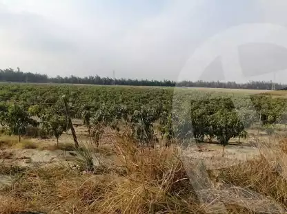 https://aqarmap.com.eg/en/listing/5641599-for-sale-beheira-wadi-el-natrun