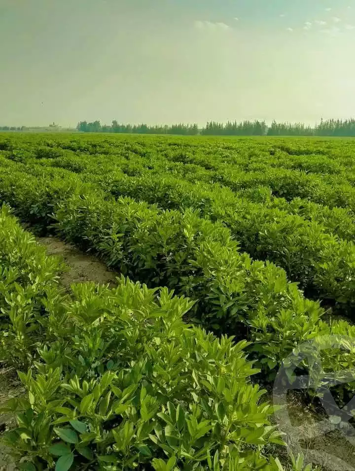 https://aqarmap.com.eg/en/listing/5654299-for-sale-alexandria-cairo-alexandria-desert-road
