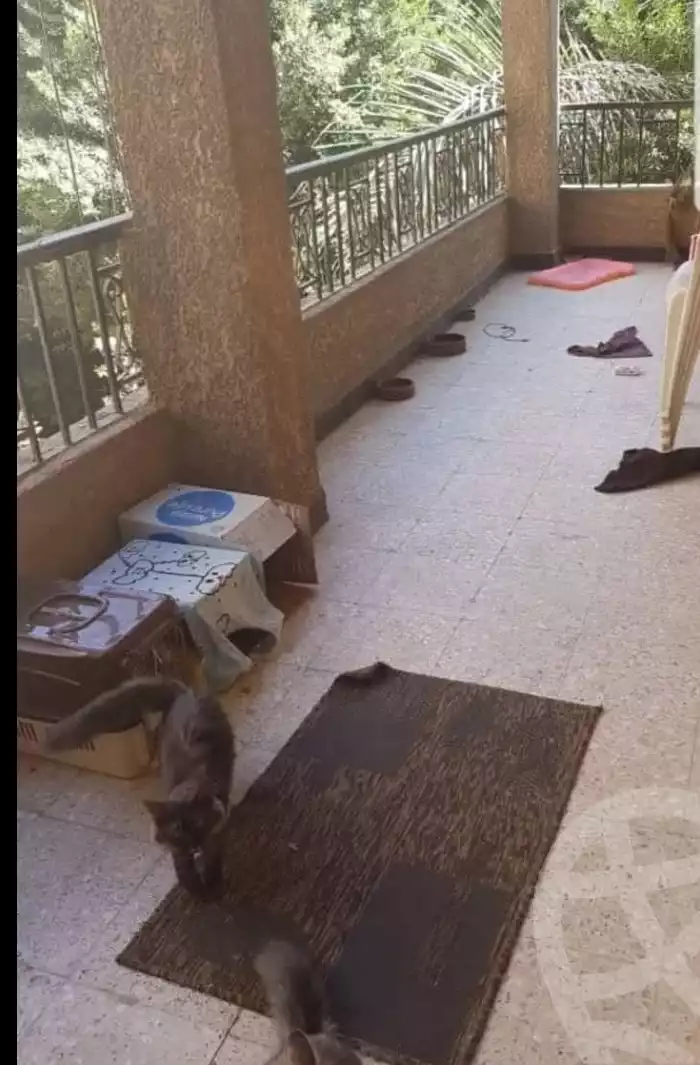 https://aqarmap.com.eg/ar/listing/5714149-for-sale-cairo-el-maadi-el-maadi-el-gededa