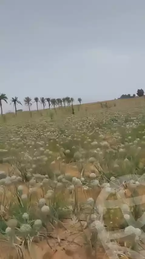 https://aqarmap.com.eg/en/listing/5716559-for-sale-cairo-el-sheikh-zayed-city-alex-cairo-desert-road