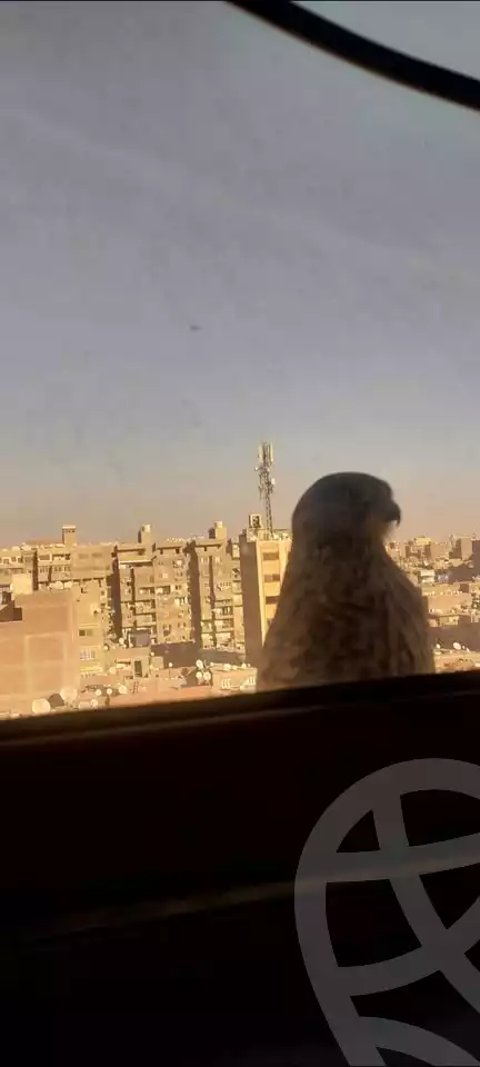https://aqarmap.com.eg/en/listing/5741838-for-sale-cairo-el-haram-shareaa-khatem-el-morsalen