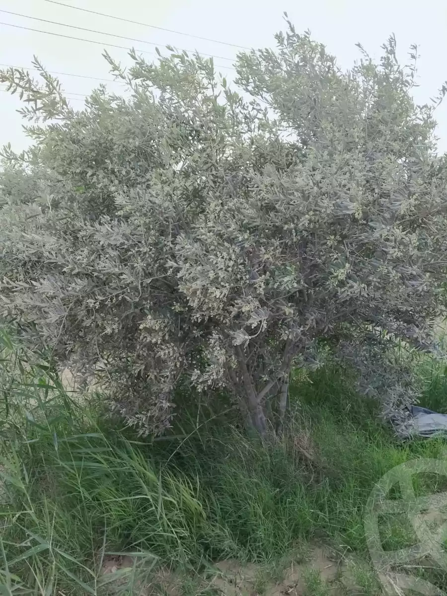 https://aqarmap.com.eg/en/listing/5745190-for-sale-el-fayoum-yousef-el-sedeeq-karoun