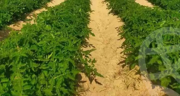 https://aqarmap.com.eg/en/listing/5779239-for-sale-alexandria-cairo-alexandria-desert-road