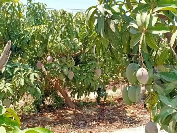 https://aqarmap.com.eg/en/listing/5779283-for-sale-beheira-wadi-el-natrun