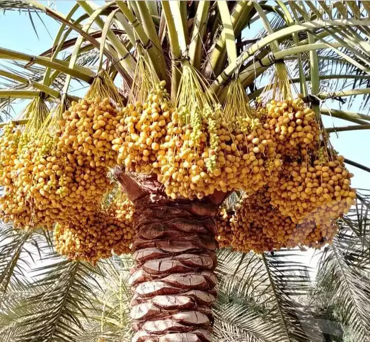 https://aqarmap.com.eg/en/listing/5779487-for-sale-beheira-wadi-el-natrun-bany-salama