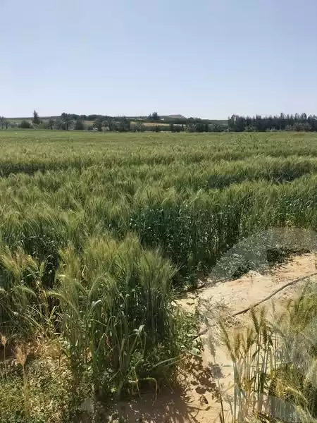https://aqarmap.com.eg/en/listing/5798880-for-sale-beheira-wadi-el-natrun