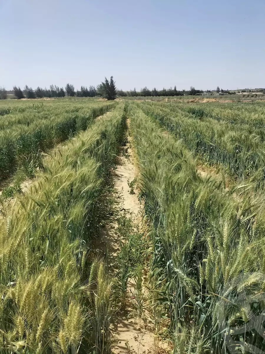 https://aqarmap.com.eg/en/listing/5798880-for-sale-beheira-wadi-el-natrun