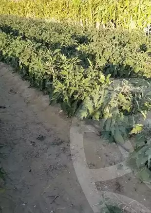 https://aqarmap.com.eg/ar/listing/5836809-for-sale-beheira-wadi-el-natrun