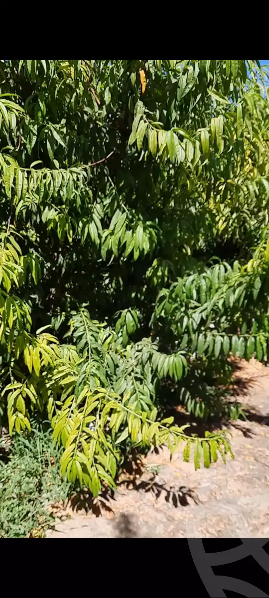 https://aqarmap.com.eg/ar/listing/5845201-for-sale-beheira-new-nubariya