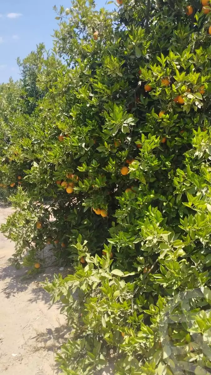 https://aqarmap.com.eg/en/listing/5858233-for-sale-beheira-new-nubariya