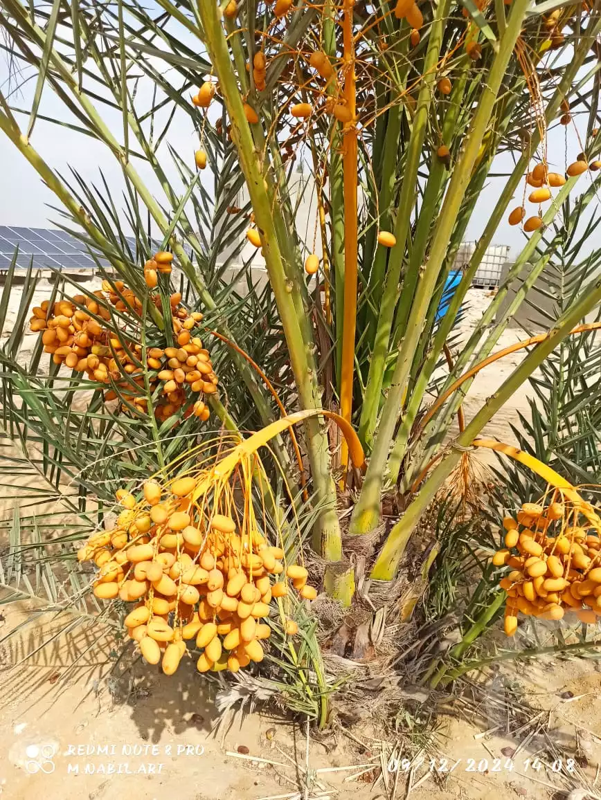 https://aqarmap.com.eg/en/listing/5863510-for-sale-beheira-wadi-el-natrun-el-gaar