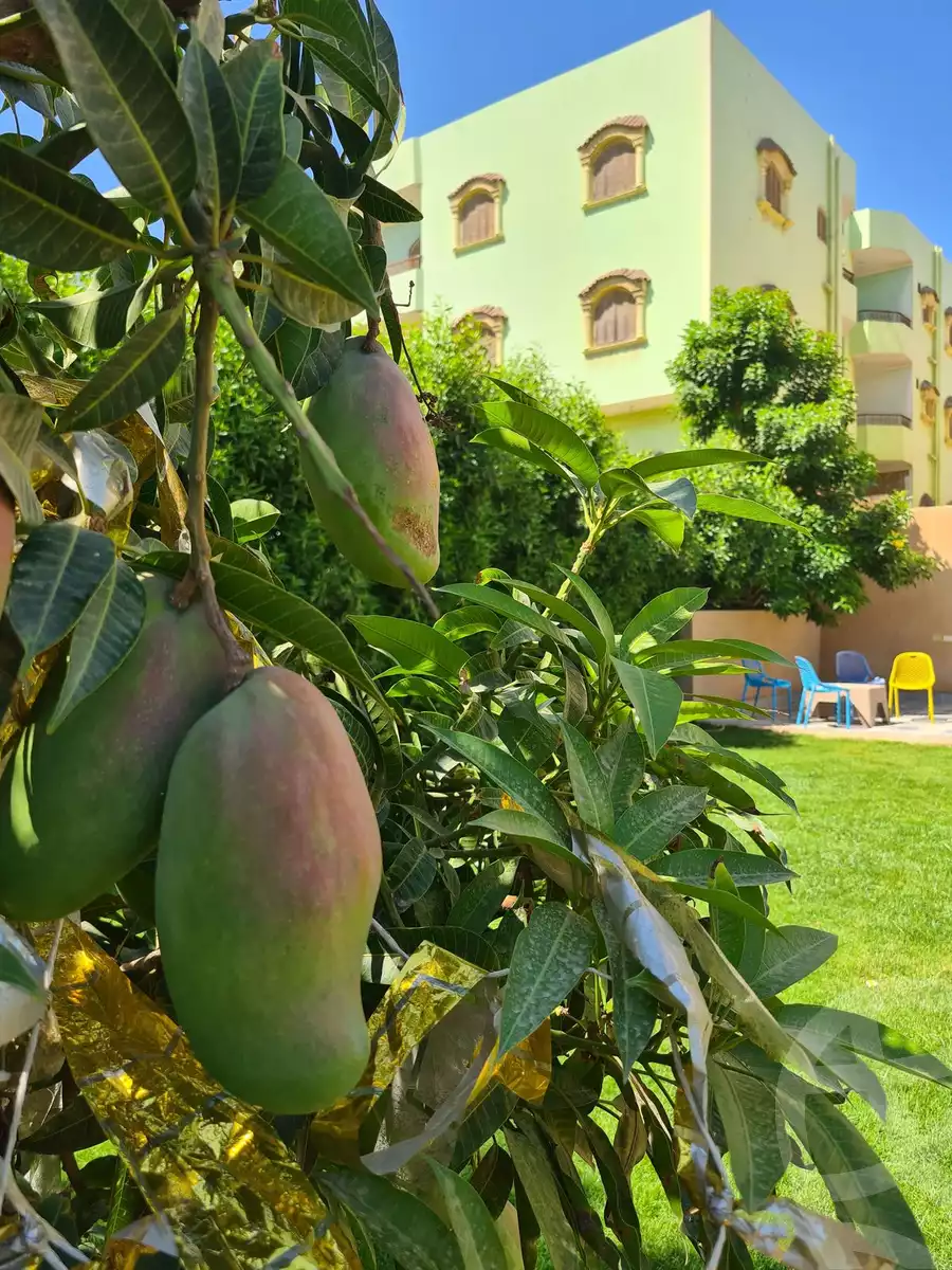 https://aqarmap.com.eg/en/listing/5881704-for-rent-cairo-new-cairo-el-ahyaa-fourth-neighborhood-street-5