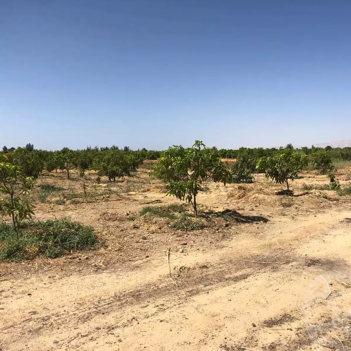 https://aqarmap.com.eg/en/listing/5886440-for-sale-suez-el-ganain-shandoura-village