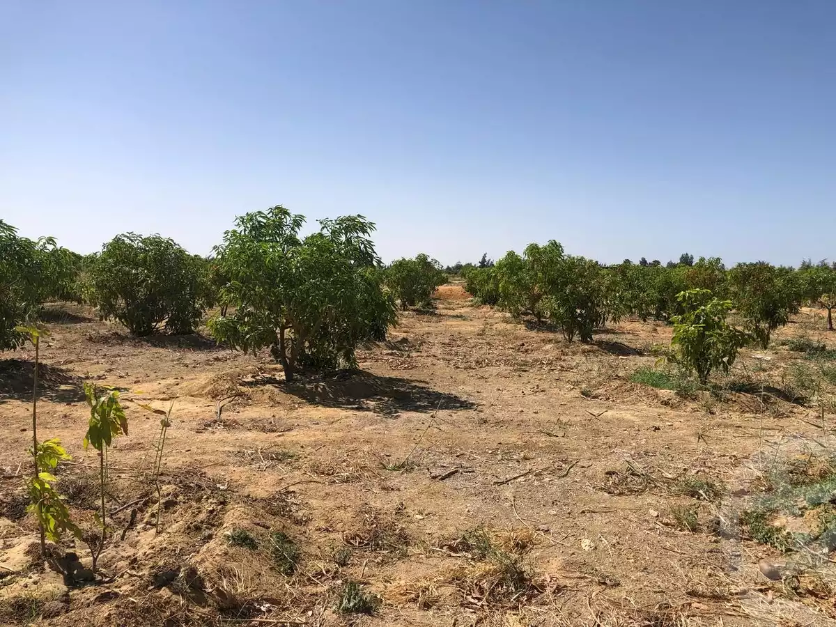 https://aqarmap.com.eg/en/listing/5886440-for-sale-suez-el-ganain-shandoura-village