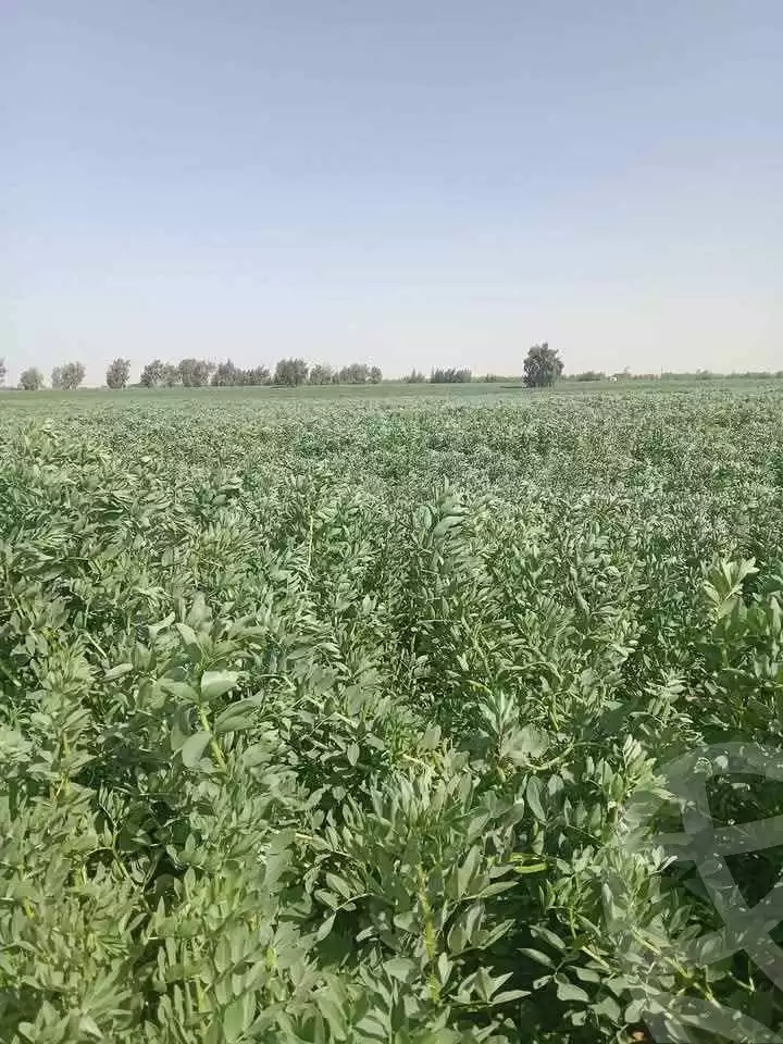https://aqarmap.com.eg/en/listing/5893171-for-sale-alexandria-cairo-alexandria-desert-road