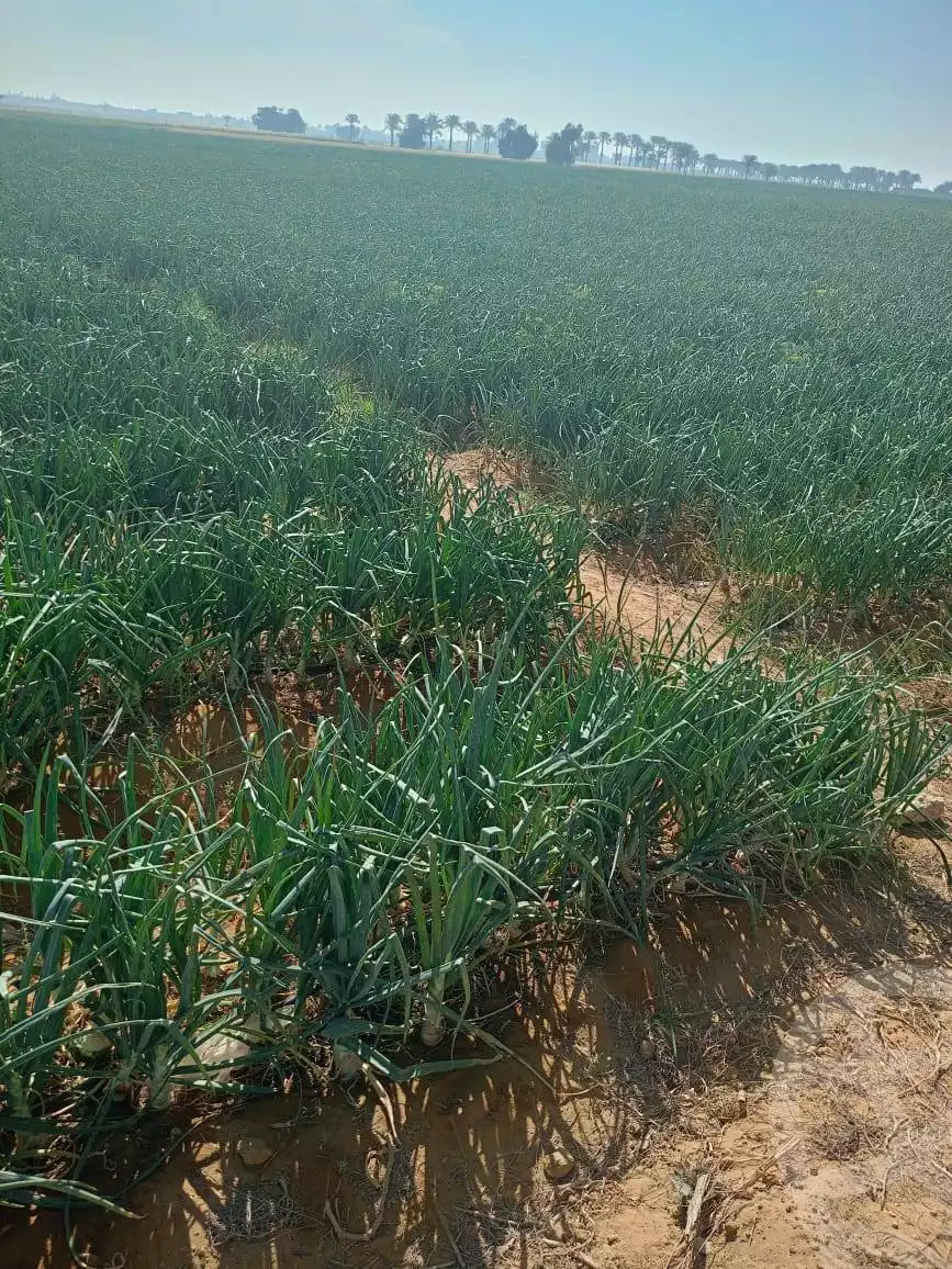 https://aqarmap.com.eg/en/listing/5926567-for-sale-el-fayoum-tamiya-kom-ushaim