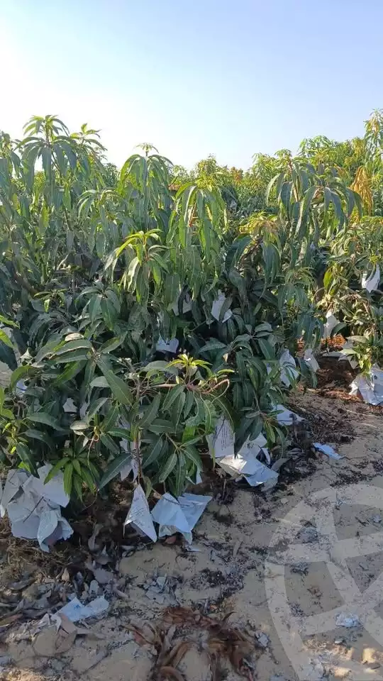 https://aqarmap.com.eg/ar/listing/5926619-for-sale-beheira-wadi-el-natrun