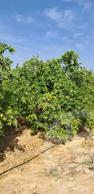 https://aqarmap.com.eg/ar/listing/5926643-for-sale-beheira-wadi-el-natrun