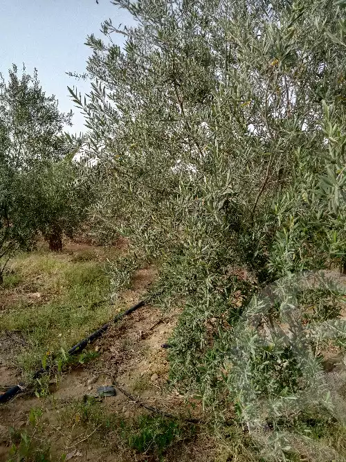 https://aqarmap.com.eg/en/listing/5943978-for-sale-suez-el-ganain-geneffe