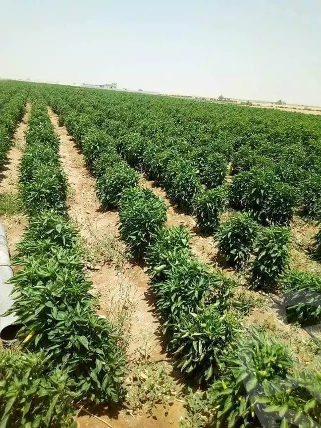 https://aqarmap.com.eg/ar/listing/5981733-for-sale-beheira-mostafa-ismail-village