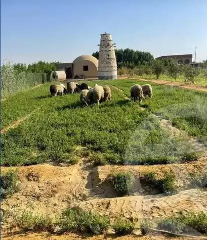 https://aqarmap.com.eg/en/listing/5987805-for-sale-el-fayoum-tamiya-tamiyyah-city
