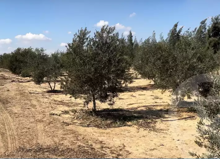 https://aqarmap.com.eg/en/listing/6027965-for-sale-ismailia-el-qantara