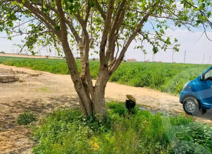 https://aqarmap.com.eg/en/listing/6034865-for-sale-el-fayoum-lfywm-ljdyd