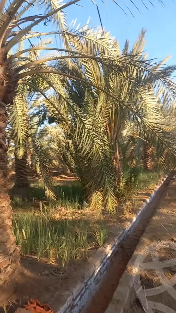 https://aqarmap.com.eg/en/listing/6035061-for-sale-cairo-ljyz-bahariya-oasis