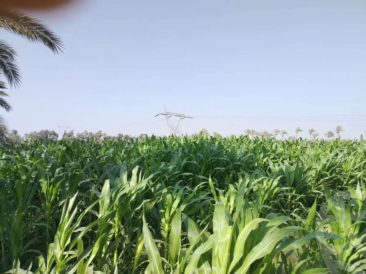 https://aqarmap.com.eg/en/listing/6038390-for-sale-ismailia-ismailia-city-shebeen-st