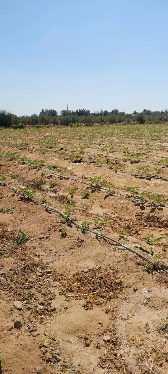 https://aqarmap.com.eg/en/listing/6110206-for-sale-ismailia-el-qantara-gharb