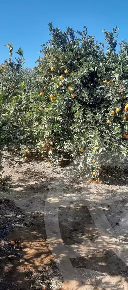 https://aqarmap.com.eg/ar/listing/6144437-for-sale-beheira-wadi-el-natrun