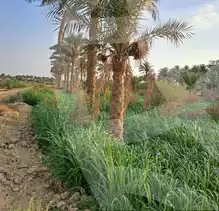 https://aqarmap.com.eg/en/listing/6156657-for-sale-beheira-etay-el-baroud